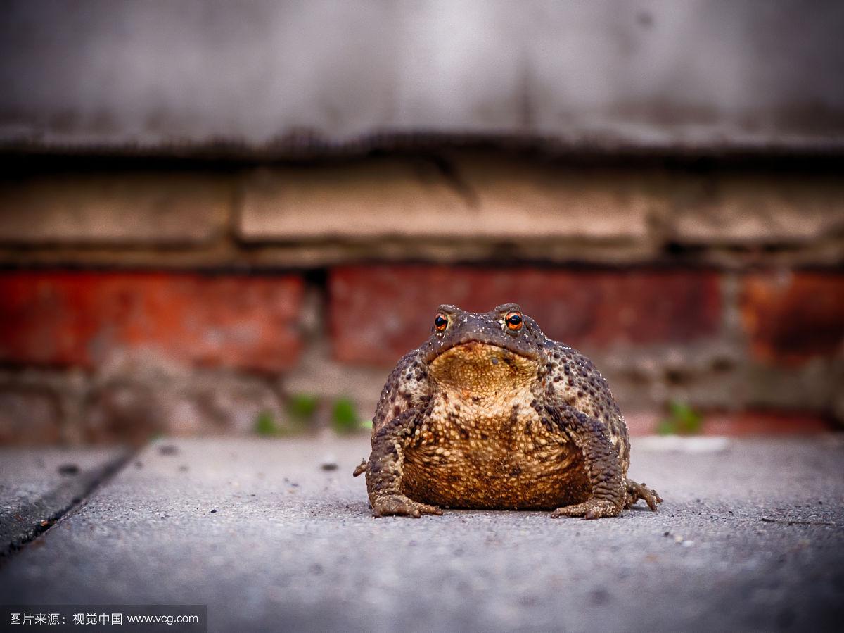 关于波兰反败为胜,乌龟速度超级的信息 关于波兰反败为胜,乌龟速度超级的信息