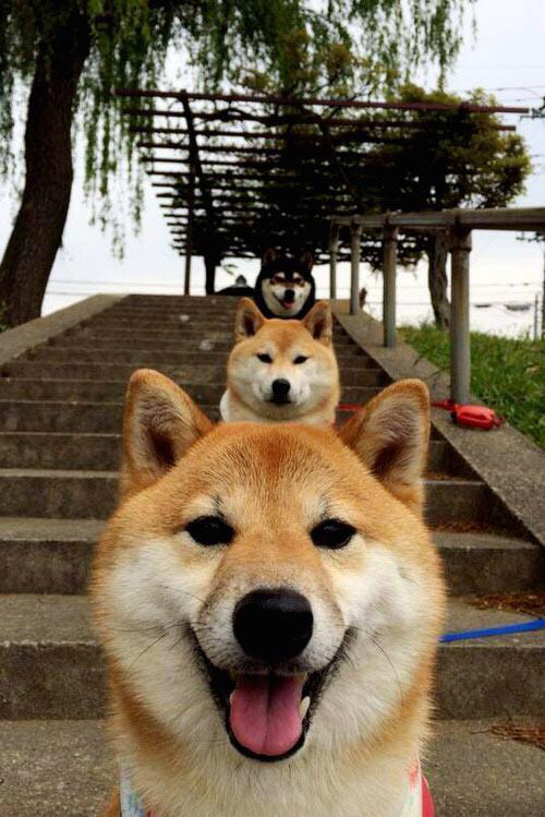 当德州计算机压制地中海直觉，美国站的冰冷逻辑如何终结摩纳哥的争冠火焰